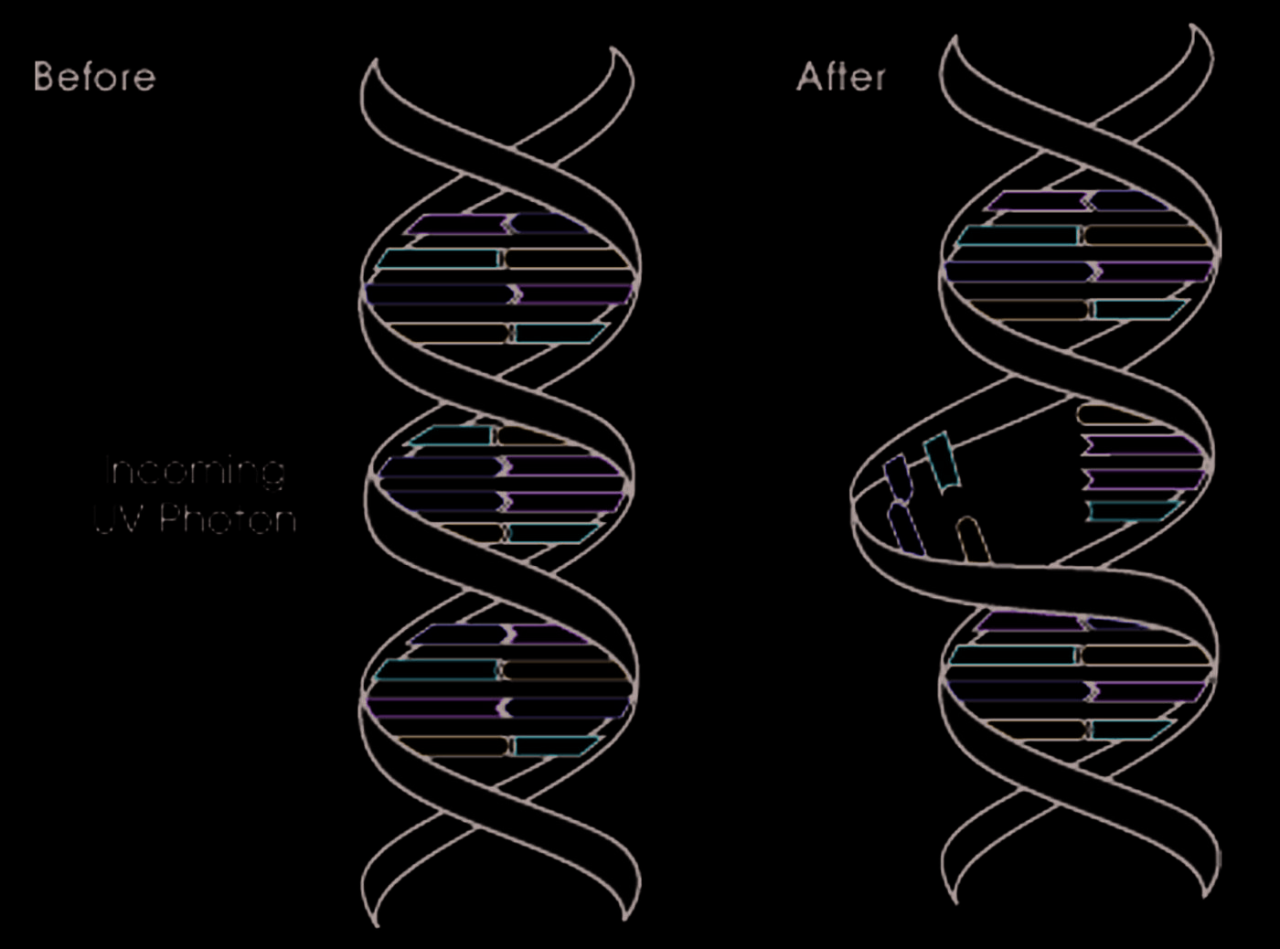 UV-C 조사 전후 DNA 구조 변화