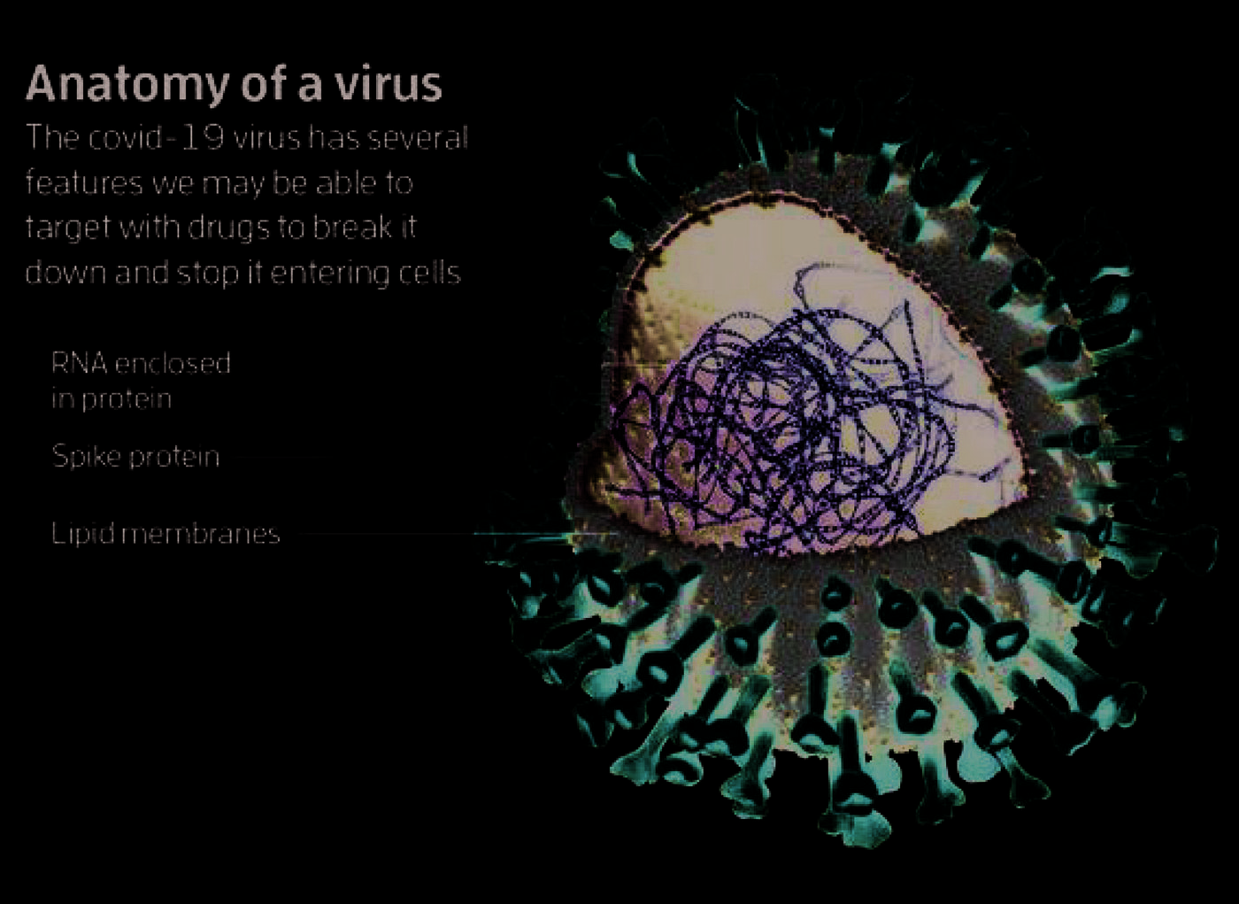 공기 중 바이러스 단면도